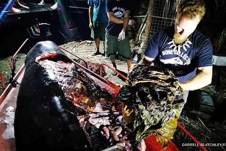 40 kg plastik ditemukan di perut paus paruh angsa di Filipina