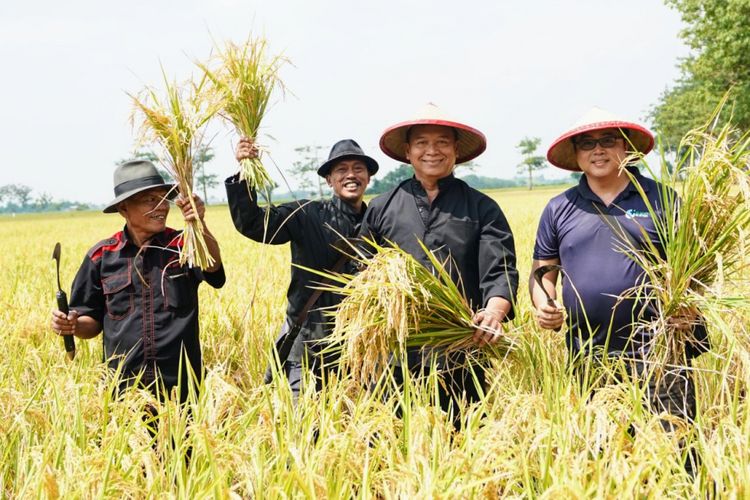 Calon Gubernur Jawa Barat nomor urut 2 Tubagus Hasanuddin atau akrab disapa Kang Hasan menemui para petani di Indramayu dan ikut serta memanen padi (ngarit) di sawah bersama para petani.