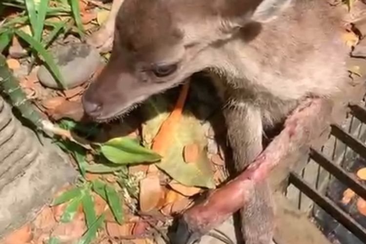 Potret tangkap layar video seekor rusa di Taman Balekambang, Kota Solo, Jawa Tengah, diduga terlantar dan mengalami luka pada kakinya.