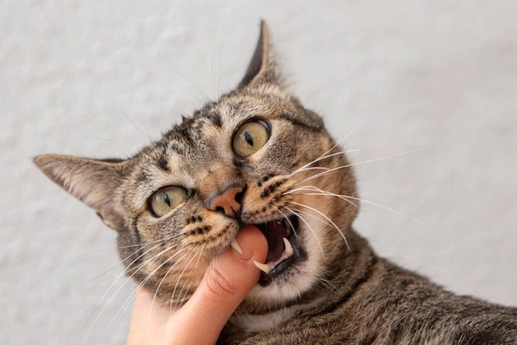 ilustrasi kucing suka menggigit