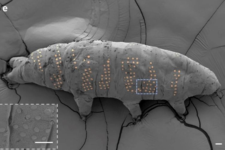 Peneliti Bubuhkan Tato Nano di Tubuh Makhluk Mikro Tardigrade
