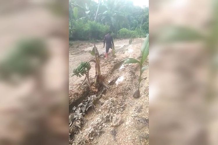 Sebuah video warga Kelurahan Kioko, Kecamatan Bonegunu, Kabupaten Buton Utara, Sulawesi Tenggara, menanam pohon pisang dan kelapa di jalan poros viral di media sosial, Minggu (17 /7/ 2022).