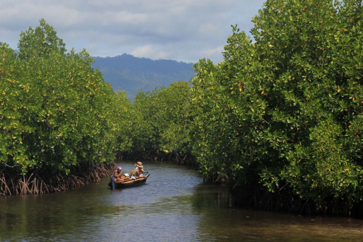 Hutan mangrove di Desa Torosiaje yang dikelola masyarakat tumbuh lestari. Kawasan ini diusulkan Pemerinrah Provinsi Sebagai Kawasan Ekosistem Esensial