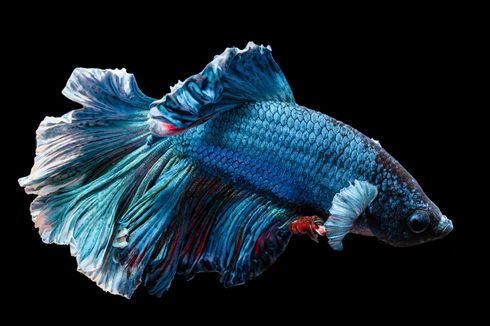 4 Cara Menyembuhkan Ekor Ikan Cupang yang Rusak