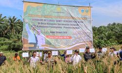 Panen Ganda Kelapa Sawit dan Padi Gogo, Program PSR dan Kesatria Untungkan Petani