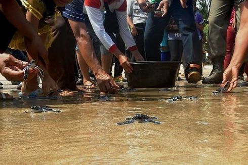 Menhut Lepas 200 Tukik di Pantai Pulau Merah Banyuwangi
