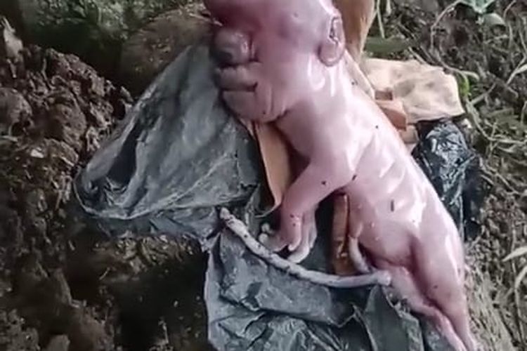 Masyarakat Kabupaten Manggarai Barat dikagetkan dengan sebuah video anak babi yang baru lahir yang mukanya mirip manusia. Video ini beredar di media sosial WhatsApp pada Senin (20/11/2023) sore. 