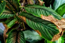 Daun Calathea Berubah Warna Jadi Kuning dan Coklat, Ini 8 Penyebabnya