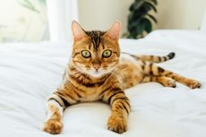 Alasan Kucing Menyembunyikan Rasa Sakit dan Cara Mengatasinya