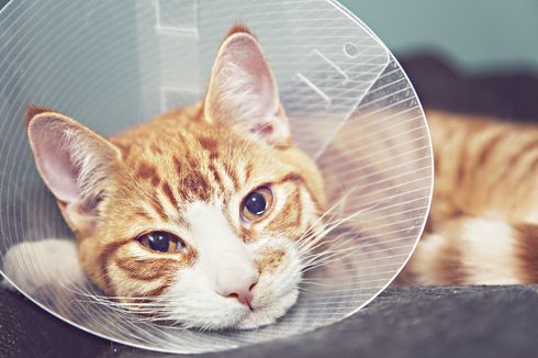 Waspada, Ini Penyebab Infeksi Telinga pada Kucing