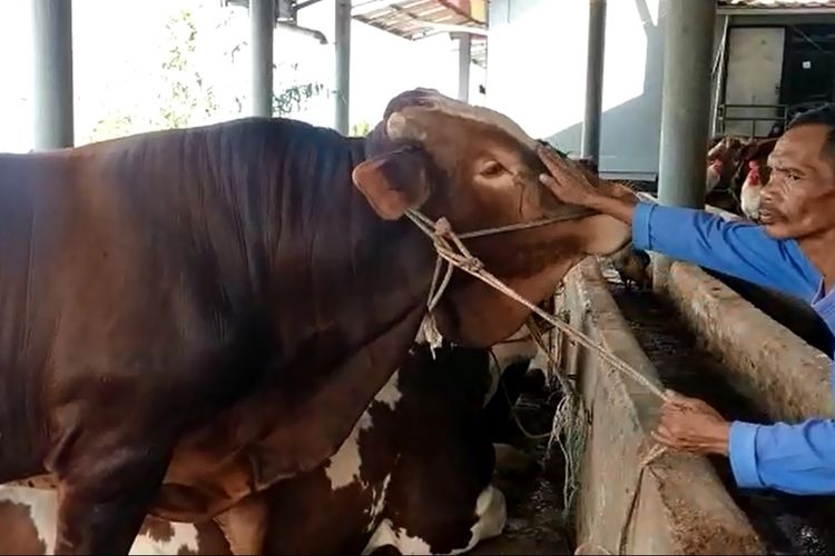 Sapi jenis limosin milik peternak asal Cianjur, Jawa Barat, yang dipesan Presiden Jokowi untuk hewan kurban tahun ini