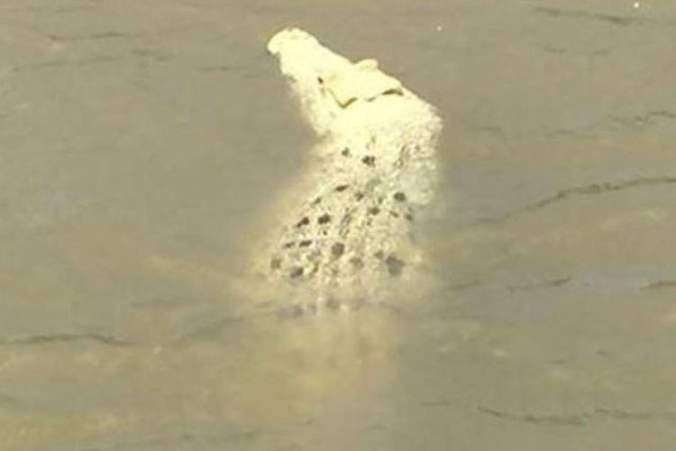 Seekor buaya albino sepanjang 3 meter bernama Pearl ketika terlihat di Sungai Adelaide, Australia (19/11/2017).