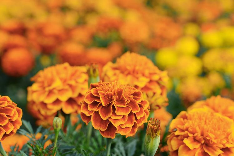 Ilustrasi warna marigold