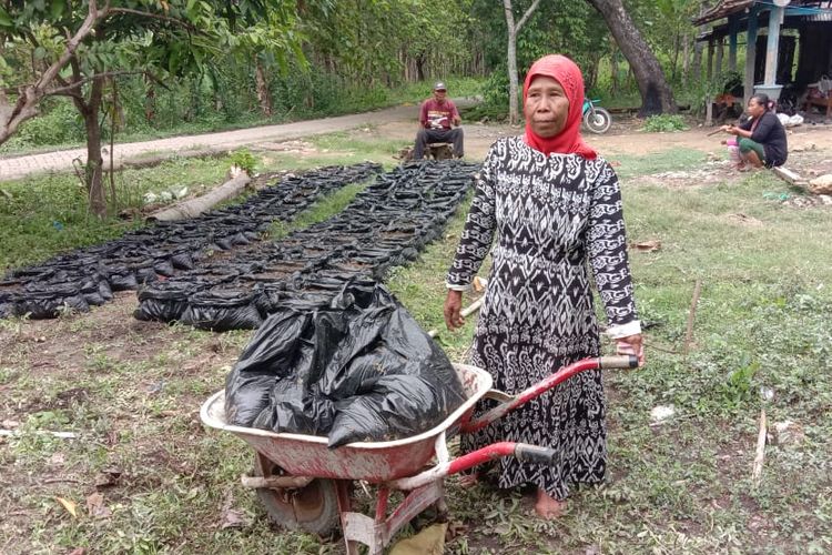 Petani binaan Perempuan Tani Harapan Rakyat (Pertahara) sedang mempersiapkan bibit jahe.