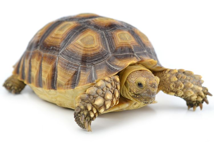 Terkadang kura-kura menganggap obyek berwarna hitam sebagai predatornya.