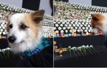 Anjing Milik Korban Jeju Air Tertunduk Diam di Pemakaman Majikannya