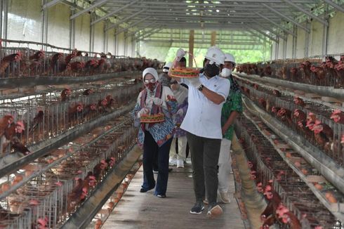 Singapore Mulling Purchase of Poultry from Indonesia