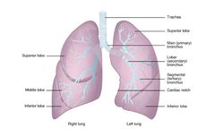 5 Gelambir atau Lobus pada Paru-paru