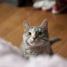5 Penyebab Kucing di Rumah Terkena Kutu dan Cara Mengatasinya