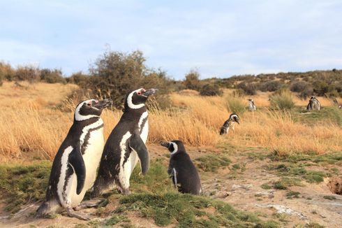 Ribuan Penguin Betina Terdampar Jauh dari Habitat, Sebagian Mati Lapar