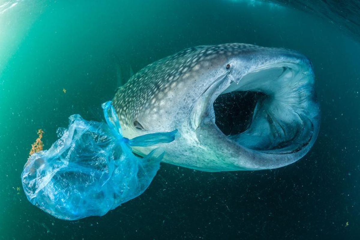 Seekor hiu paus berenang di samping kantung plastik di Teluk Aden dekat Yemen. Walaupun hiu paus adalah hewan terbesar di lautan, mereka masih terancam oleh sampah kita. 