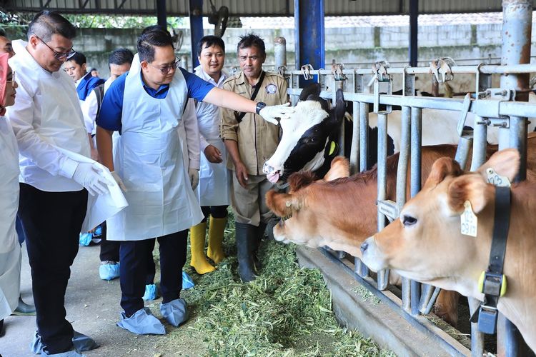 Pj Gubernur Jatim Adhy Karyono meninjau vaksinasi sapi ternak di Kecamatan Pujon Kabupaten Malang, 11 Januari 2025.