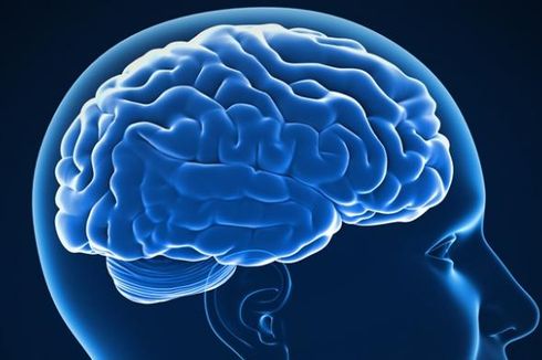 Perbedaan Sebenarnya Otak Kiri dan Otak Kanan