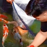 Kiat Shahrul, Lulusan SMK yang Raup Belasan Juta Rupiah dari Bisnis Ikan Koi
