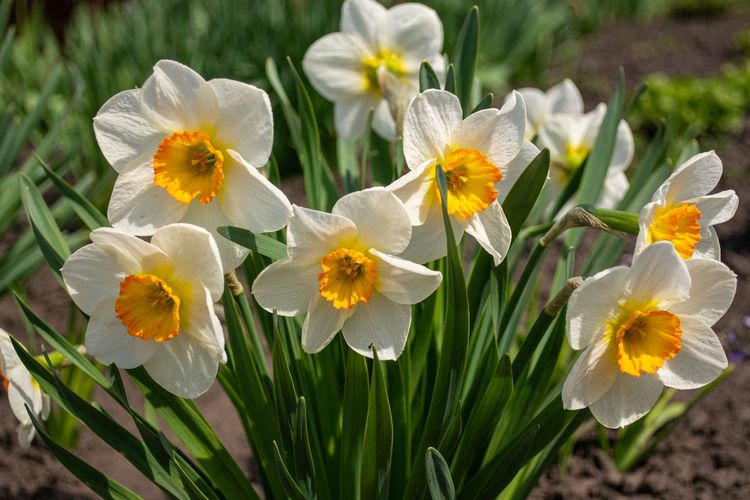 Ilustrasi bunga narcissus.