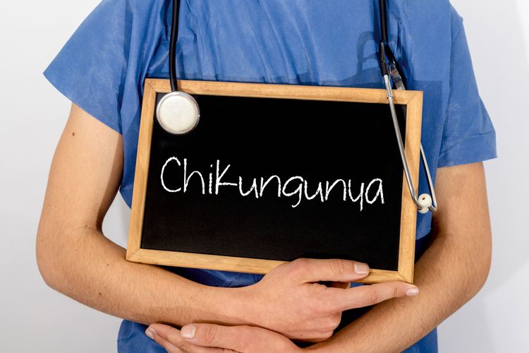 Ilustrasi penyakit chikungunya, gejala chikungunya, chikungunya menular.