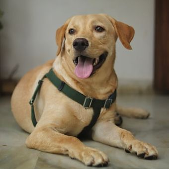 Ilustrasi Labrador retriever