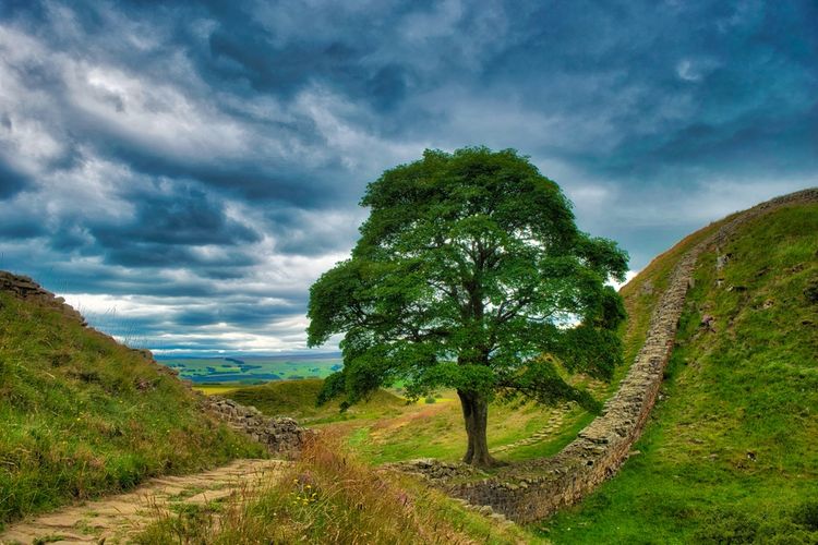 Sycamore Gap Tree atau Robin Hood Tree adalah pohon sycamore yang berdiri di samping Tembok Hadrian di Northumberland, Inggris.