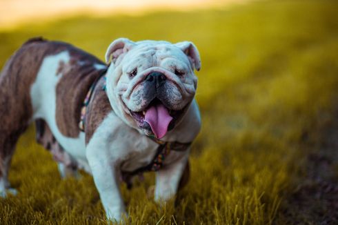 Sedih Bulldog Kesayangannya Mati usai Dititipkan, Ini Harapan Sang Pemilik