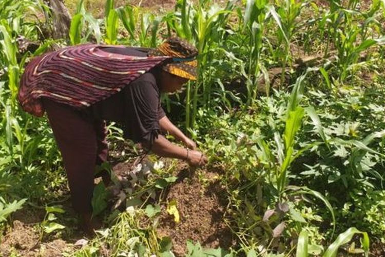 Gerakan berkebun juga dilakukan di Timika, Papua. 