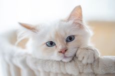 5 Cara Menghilangkan Bau Kucing dari Dalam Rumah