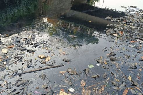 Tercemarnya Sungai Perbatasan Bogor-Bekasi, Air Menghitam dan Bau, Ribuan Ikan Mati