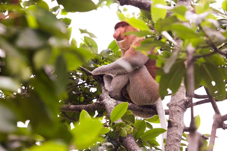 Bekantan di Mangrove Center Balikpapan bersama Terios 7 Wonders. Bekantan juga menjadi salah satu mamalia yang dilindungi di Taman Nasional Danau Sentarum.