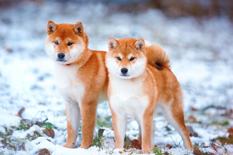 Ilustrasi anjing Shiba inu. 