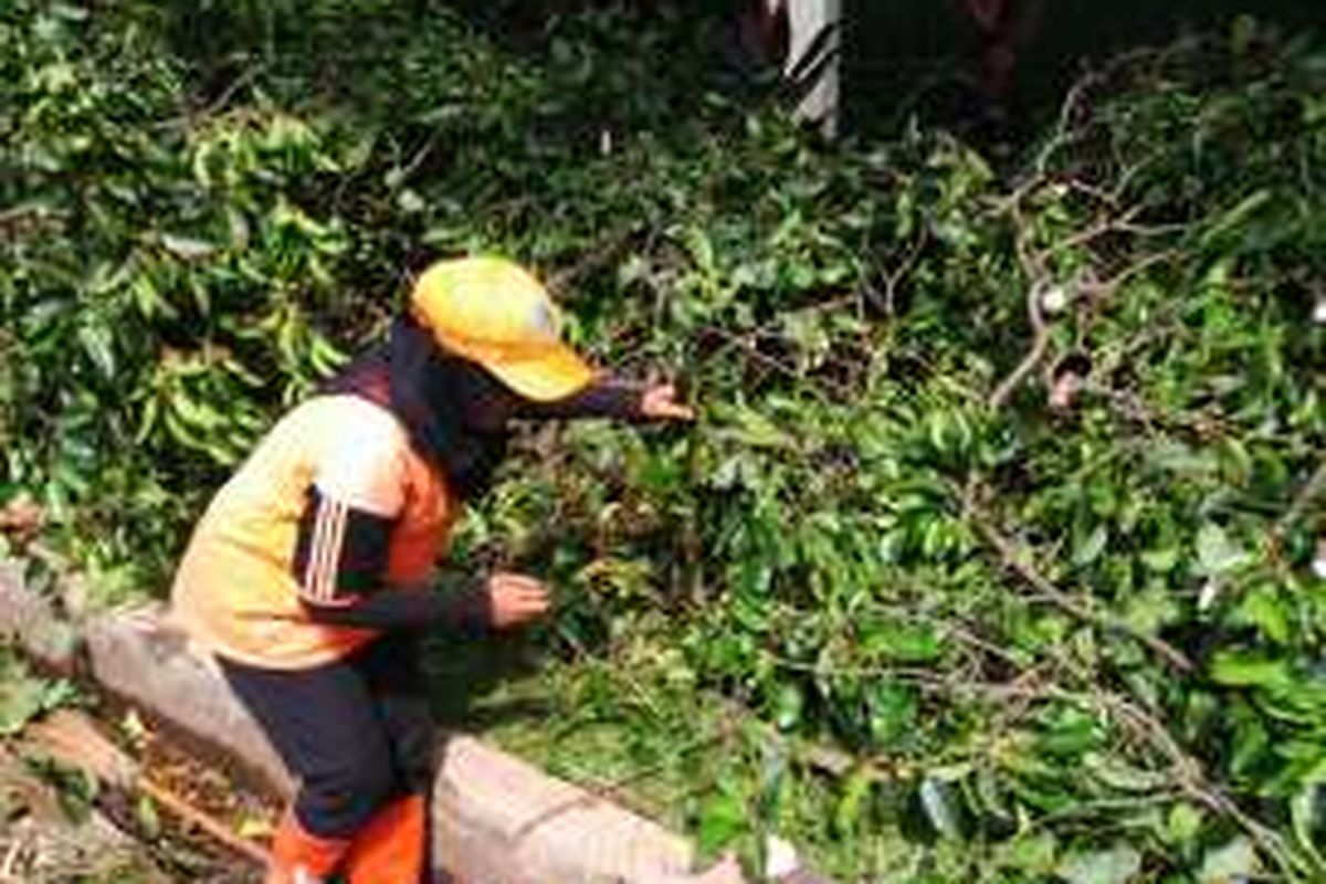 Salah satu petugas PPSU wanita yang sedang bekerja membersihkan rating pohon di Kemang Dalam, Kelurahan Bangka, Kecamatan Pancoran, Jakarta Selatan. Senin (16/5/2016)