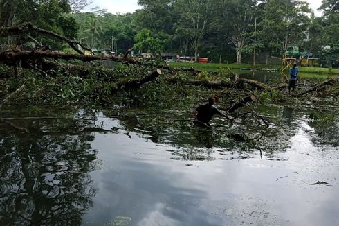 Pohon Berusia Ribuan Tahun di Umbul Senjoyo Tumbang, Pembersihan Tunggu 