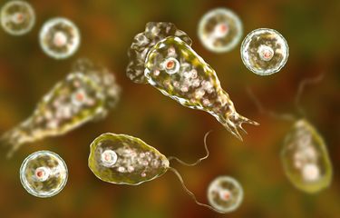 Gambar amoeba pemakan otak (Naegleria fowleri). Amoeba ini dilaporkan menginfeksi seorang pria Korea Selatan dan menyebabkannya meninggal dunia.