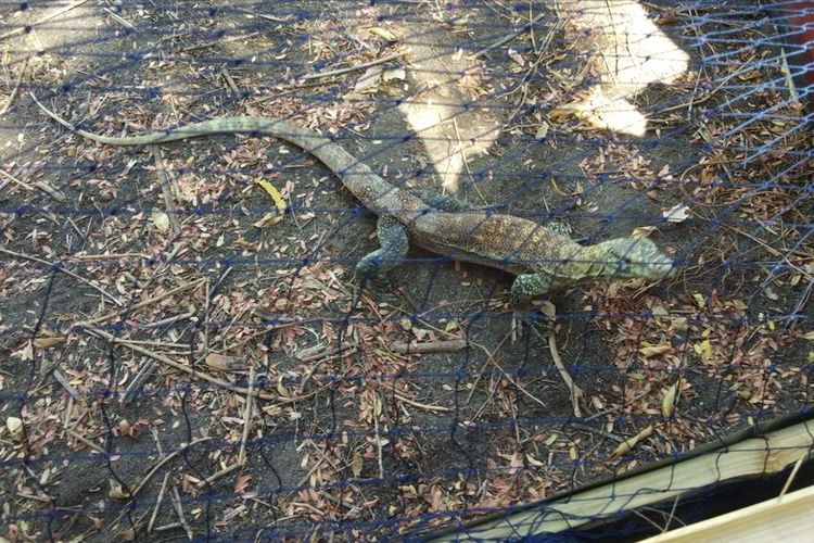 Satwa komodo saat dilepasliarkan di Pulau Ontoloe, Kabupaten Ngada, Nusa Tenggara Timur, Senin  (15/7/2019)