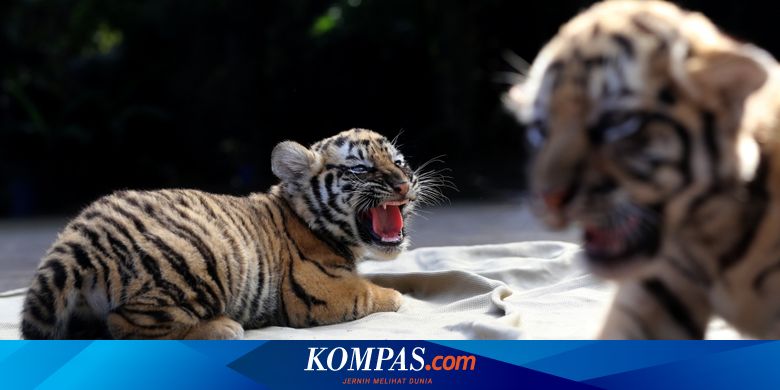 2 Bayi Harimau Lahir Dari Pasangan Shah Rukh Khan Dan Sila Di Bandung