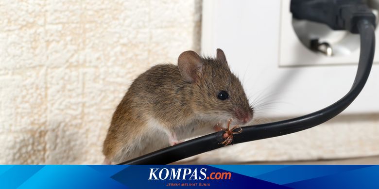 4 Fakta tentang Tikus di Dalam Rumah