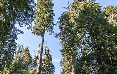Ilustrasi Sequoia sempervirens, spesies pohon tertinggi di dunia.