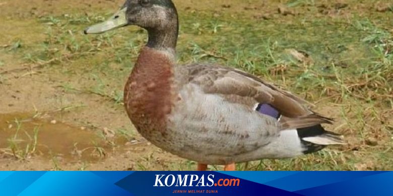 Trevor Bebek Paling Kesepian Di Dunia Mati Diserang Anjing Halaman All Kompas Com
