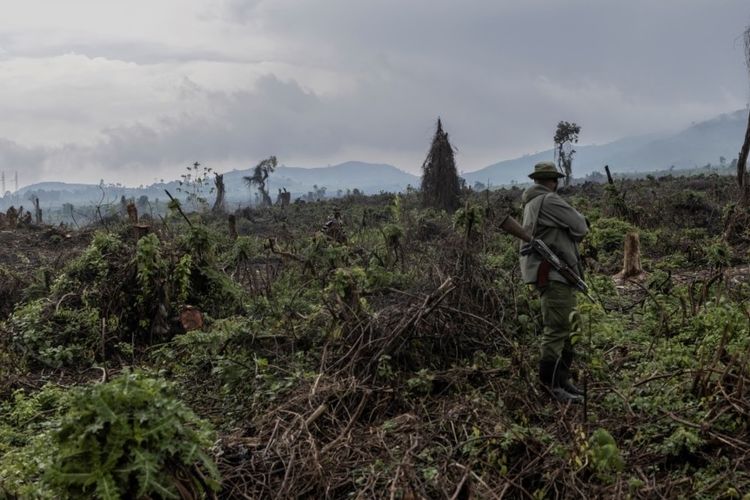 Penjaga lingkungan berpatroli di kawasan hutan yang gundul di kaki Gunung Berapi Nyiragongo di Taman Nasional Virunga, Republik Demokratik Kongo.