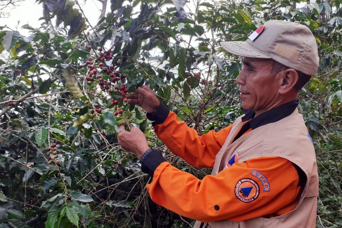 Kebun Kopi Colol di Kampung Colol, Manggarai Timur, Nusa Tenggara Timur. 