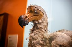 Bagaimana Burung Dodo Bisa Punah?
