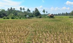 70 Ha Lahan di Lombok Tengah Alami Kekeringan, Ditjen PSP Lakukan Verifikasi dan Berikan Bantuan